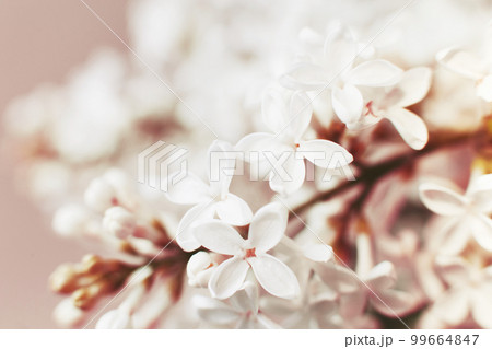 white lilac flower branch on pink background with copy space white lilac flower branch on pink background with copy space 99664847