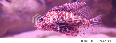 Tropical lionfish gently swimming in its coral closeup 99664941