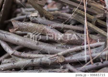 Firewood close up. Tree branches. Wooden sticks background. Bonfire concept. Bundle of sticks. Campfite concept. Twigs close up. Nature in details. 99665715