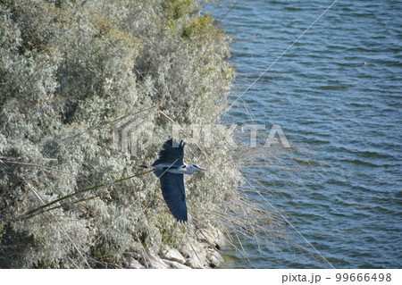 彩湖　バードサンクチュアリ3　強風の中の水鳥 99666498