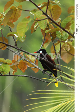 Montezuma Oropendola, Psarocolius montezuma, portrait of bird from Costa Rica, brown with black head and orange bill, tropical rain. Montezuma Oropendola, Psarocolius montezuma, portrait of bird from Costa Rica, brown with black head and orange bill, tropical rain. 99666990