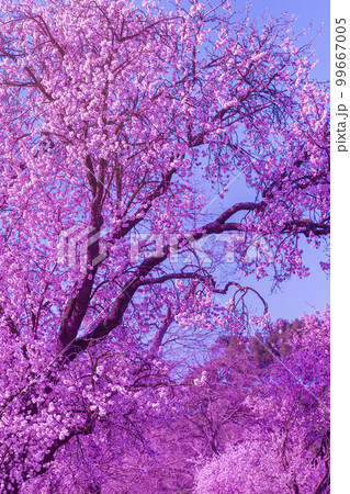 background of landscape with almond blossom 99667005