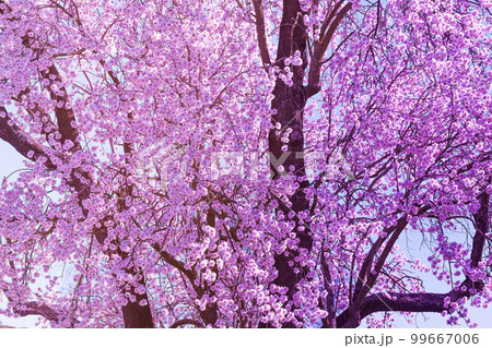 background of landscape with almond blossom 99667006