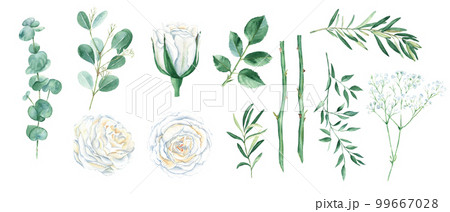Watercolour floral set isolated on white background. White roses, stems, green leaves and twigs for bouquets, wreaths, wedding, anniversary, birthday cards design. 99667028