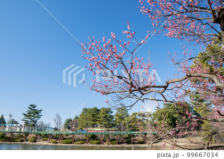 葵梅林から見える遊園地エリア（愛知県岡崎市　南公園） 99667034