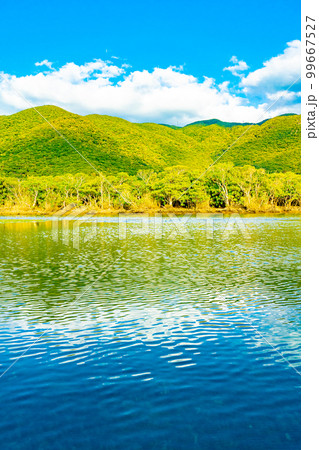 奄美大島のマングローブ林 99667527