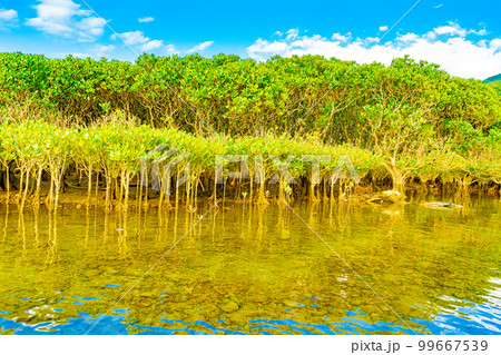 奄美大島のマングローブ林 99667539