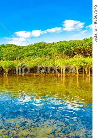 奄美大島のマングローブ林 99667545