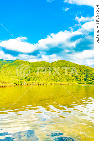 奄美大島のマングローブ林 99667564