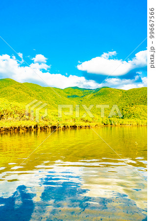 奄美大島のマングローブ林 99667566