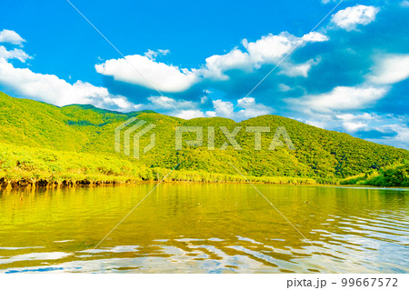 奄美大島のマングローブ林 99667572