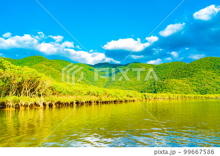 奄美大島のマングローブ林 99667586