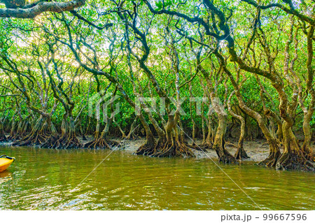 奄美大島のマングローブ林 99667596