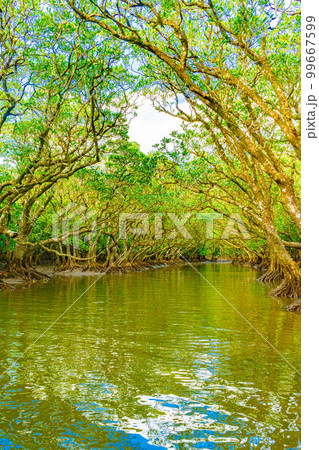 奄美大島のマングローブ林 奄美大島のマングローブ林 99667599