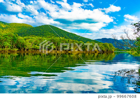 奄美大島のマングローブ林 99667608