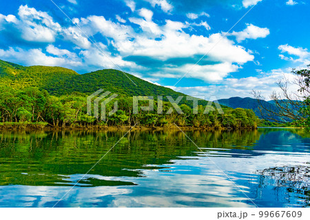 奄美大島のマングローブ林 奄美大島のマングローブ林 99667609