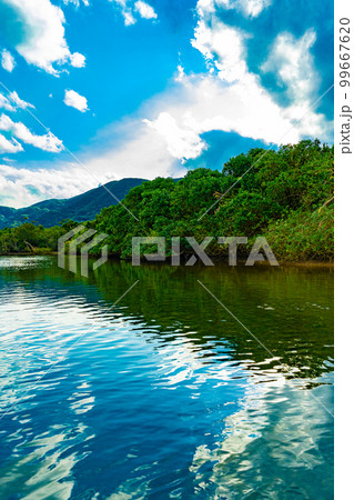 奄美大島のマングローブ林 99667620