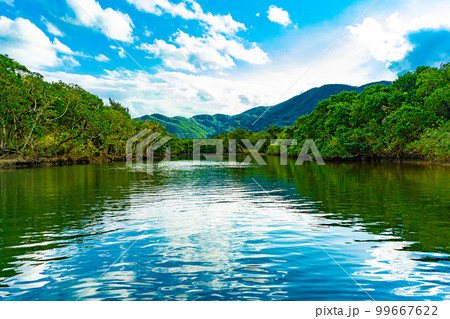 奄美大島のマングローブ林 99667622