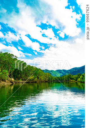 奄美大島のマングローブ林 99667624