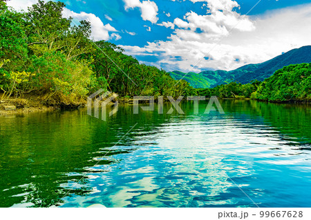 奄美大島のマングローブ林 奄美大島のマングローブ林 99667628