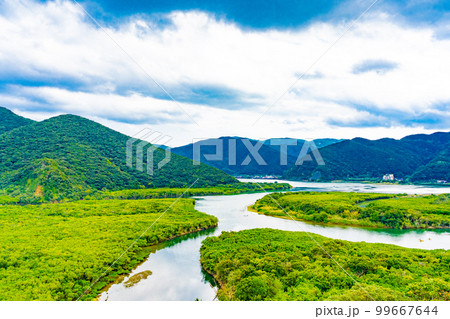 奄美大島のマングローブ林 奄美大島のマングローブ林 99667644