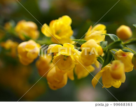 柊南天の花のアップ 柊南天の花のアップ 99668363