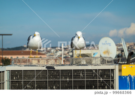 Seagulls on roof of modern building Seagulls on roof of modern building 99668366