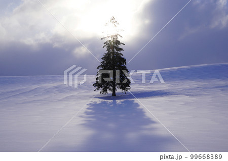 雪のなかのクリスマスツリーの木 雪のなかのクリスマスツリーの木 99668389
