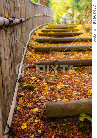京都西山の金蔵寺の紅葉　もみじの参道 99668453