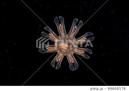 ミズクラゲのエフィラ幼生 99668576