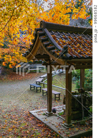 京都西山の金蔵寺の紅葉　手水舎 99668582