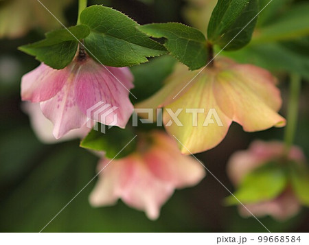 ピンク色のクリスマスローズの花のアップ 99668584