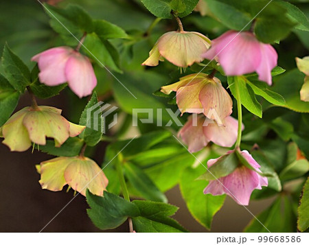 ピンク色のクリスマスローズの花のアップ 99668586