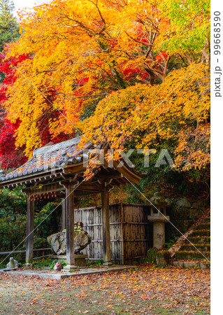 京都西山の金蔵寺の紅葉　手水舎と参道 99668590