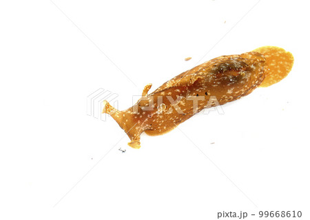 アメフラシ アメフラシ 99668610