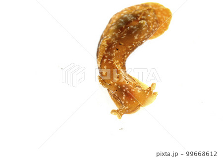 アメフラシ アメフラシ 99668612