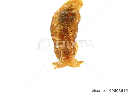 アメフラシ アメフラシ 99668616