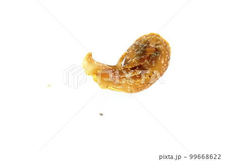 アメフラシ アメフラシ 99668622