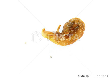 アメフラシ 99668624