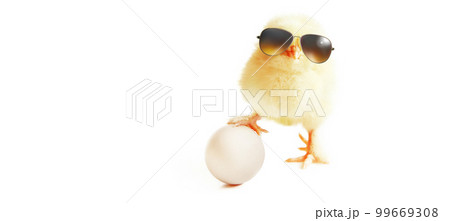 Funny cute baby chick with sunglasses and eggs. Funny cute baby chick with sunglasses and eggs. 99669308