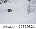 冬の蛇谷ヶ峰雪山登山で見つけたタヌキ 99669321
