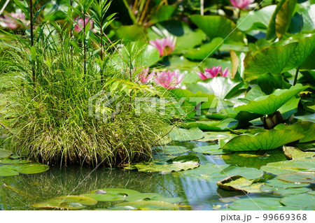 はすの池 99669368