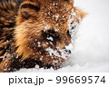 冬の蛇谷ヶ峰雪山登山で見つけたタヌキ 99669574