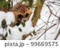 冬の蛇谷ヶ峰雪山登山で見つけたタヌキ 99669575
