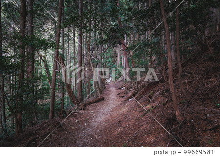 比叡山で比良比叡トレイルをハイキング 99669581