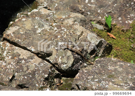 ニホンカナヘビ/岩の上で休憩中 99669694