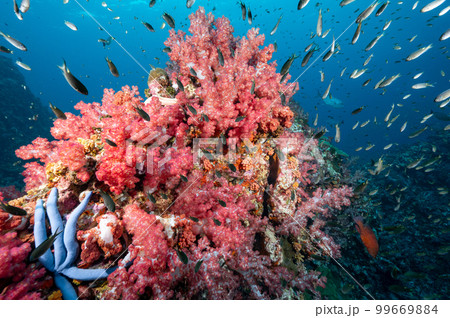Pink soft coral reef and school of fish at Richelieu Rock, Thailand Pink soft coral reef and school of fish at Richelieu Rock, Thailand 99669884