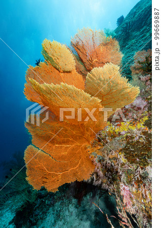 Giant Sea Fan with coral reef in Thailand 99669887