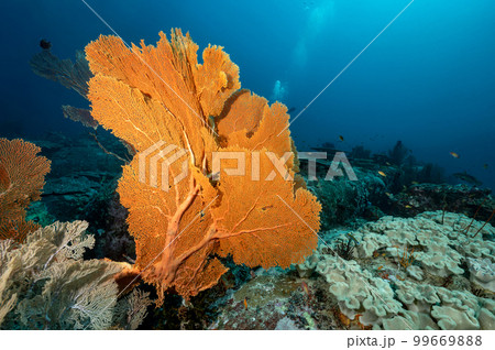 Giant Sea Fan with coral reef in Thailand Giant Sea Fan with coral reef in Thailand 99669888