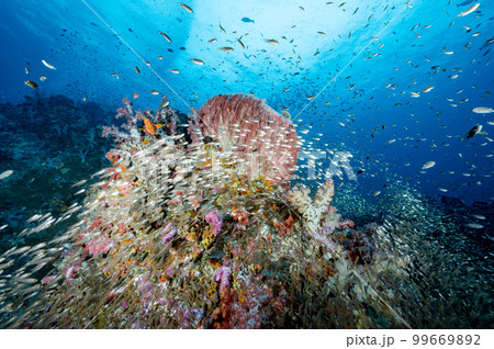 Colorful soft coral reef and marine life in Thailand 99669892